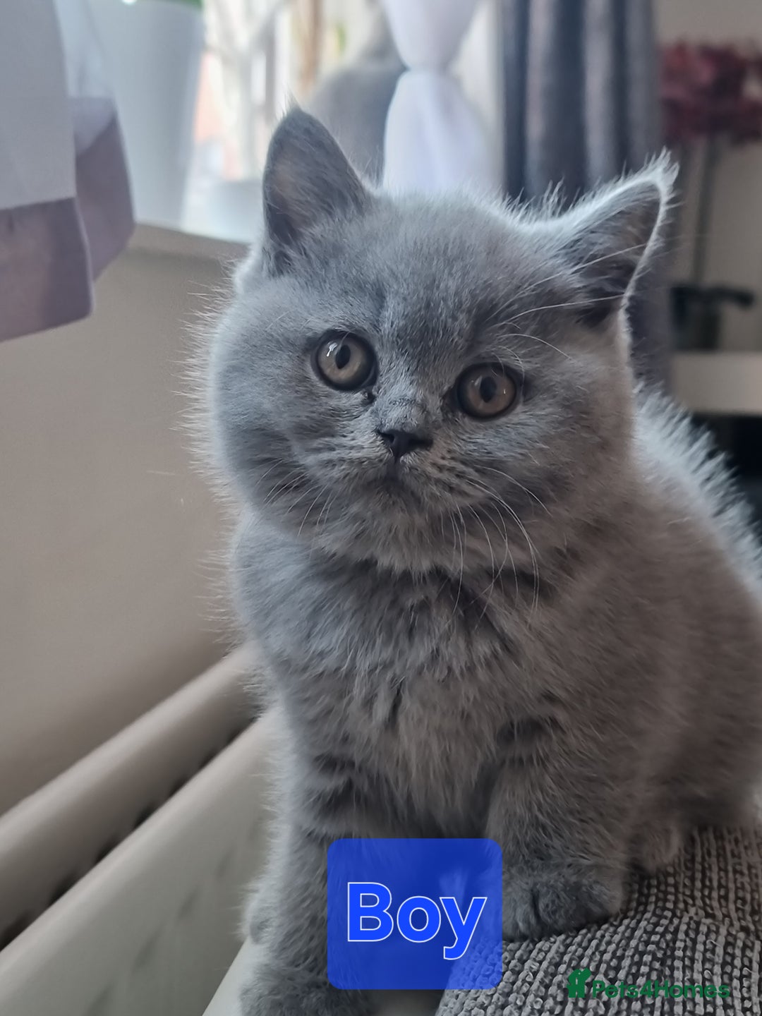 British Shorthair cats for sale: TOP💗 Quality British Shorthair 😻Kittens💋 - Image 21