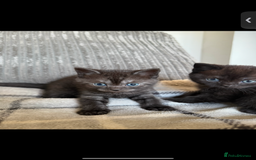 British Shorthair cats for sale: British shorthair kittens  - Image 12