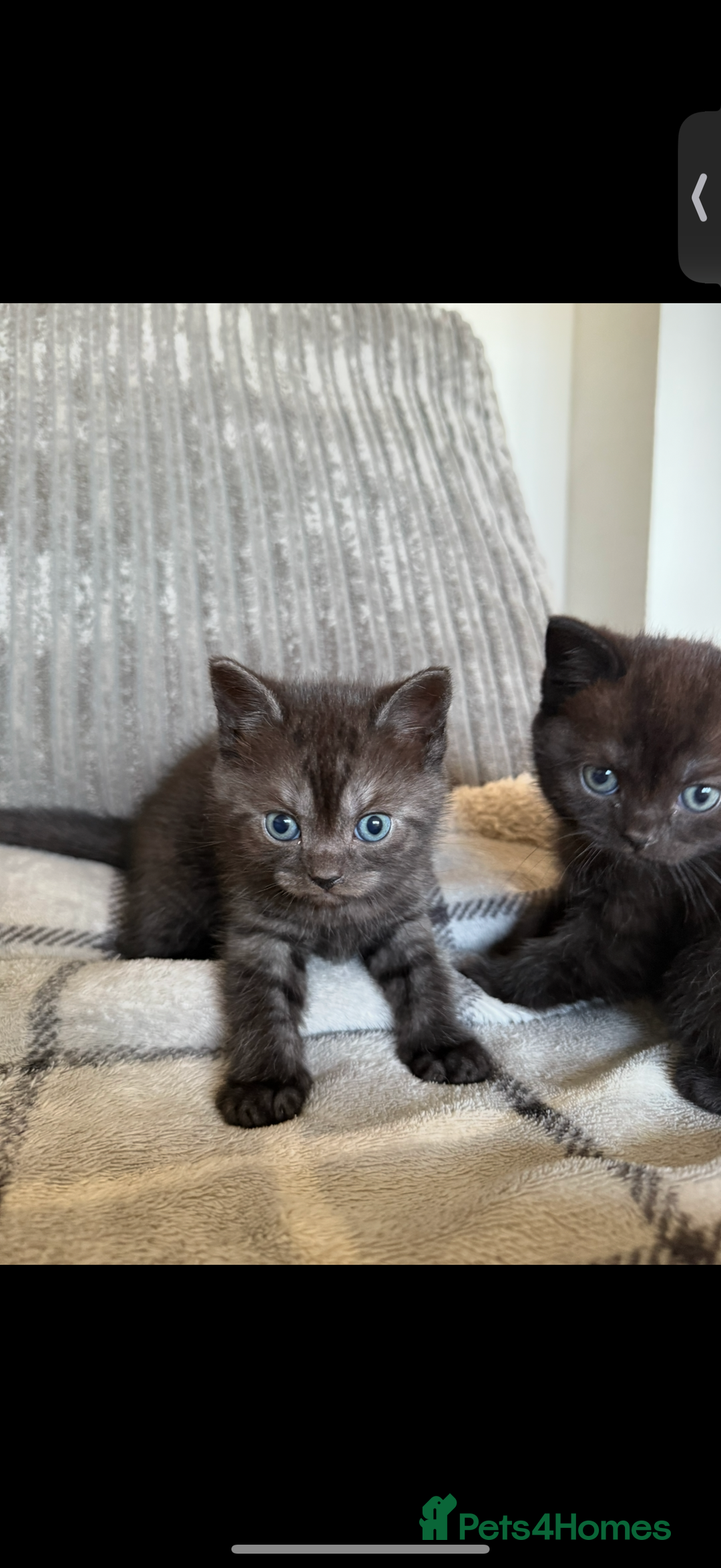 British Shorthair cats for sale: British shorthair kittens  - Image 12