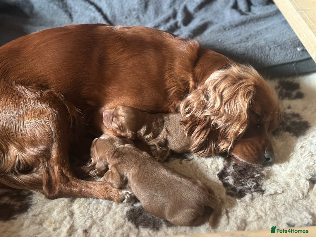 Mixed Breed dogs for sale: Golden Red Cockalier Puppies 1x boy 1x girl  - Advert 3