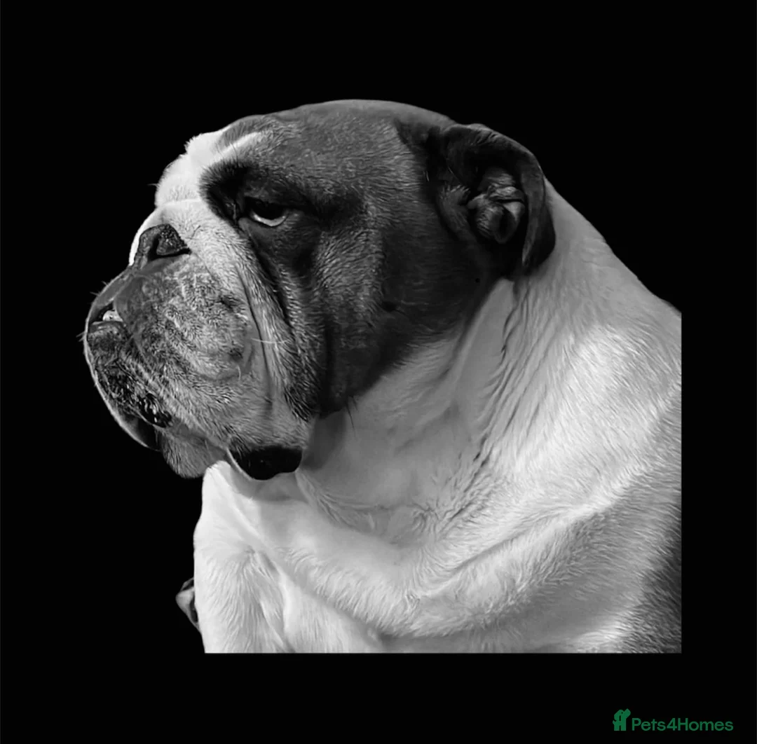 English Bulldog dogs for sale: Gorgeous 2 year old girl **PLEASE READ ALL BELOW** - Advert 2