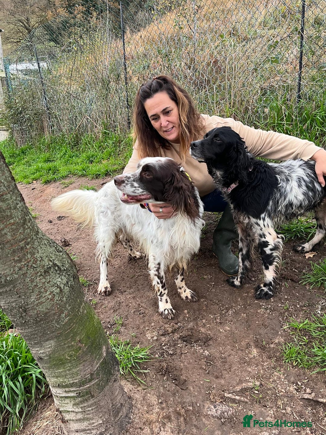 English Setter dogs for adoption: Ken   - Advert 8