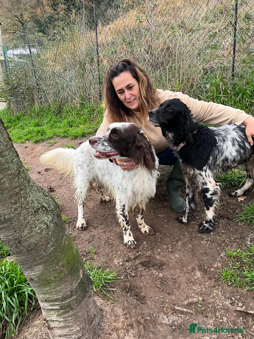 English Setter dogs for adoption: Ken   - Advert 8