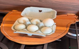Ducks poultry for sale: Indian blue peachicks in Wigan - Image 4