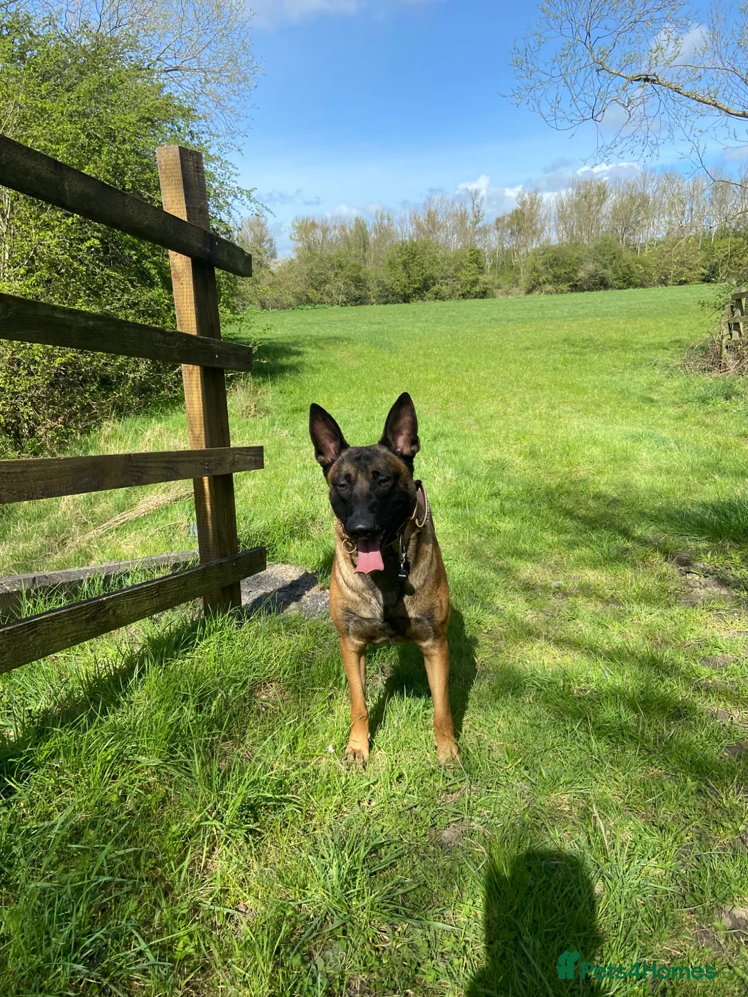 Belgian Shepherd Dog dogs for sale: Belgian Malinois pups ready to leave  - Advert 2