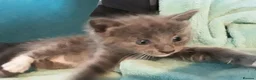 Mixed Breed cats for sale: ***WINONA & MISCHIEF – LAST TWO KITTENS LEFT!!!*** - Advert 2