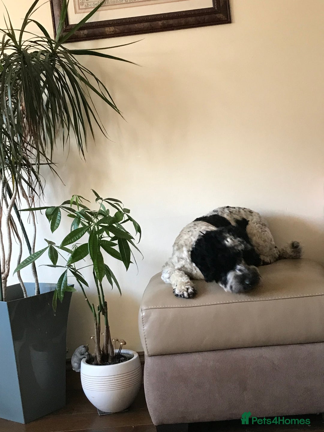 Cockapoo dogs for stud: Bertie the cockapoo available for stud - Advert 6