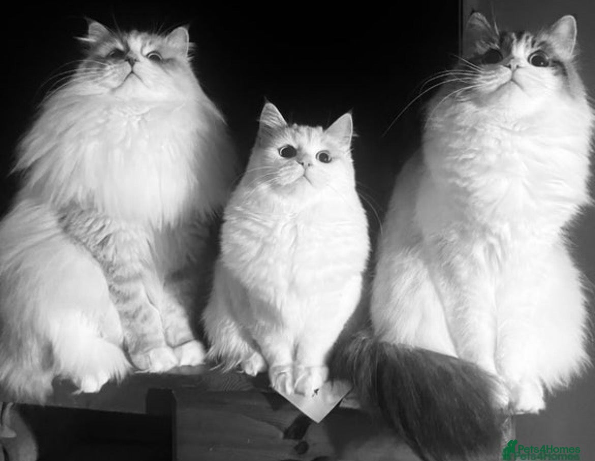 Siberian cats GCCF Neva Masquerade  - Advert 8