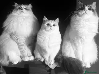 Siberian cats GCCF Neva Masquerade - Advert 4