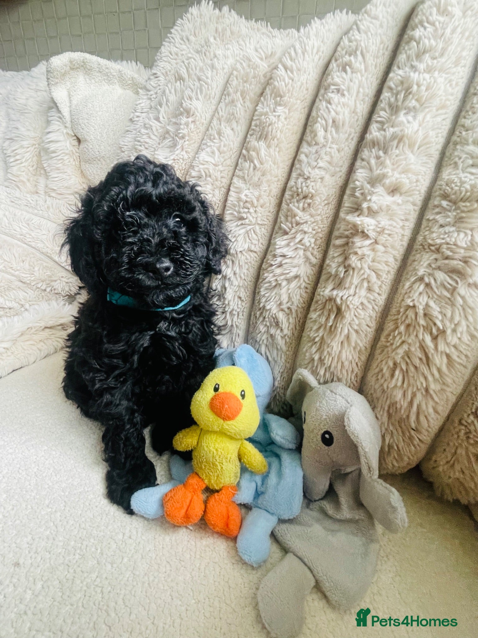 Toy Poodle dogs Toy Poodle Puppies  - Advert 17