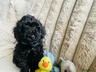 Toy Poodle dogs Toy Poodle Puppies - Advert 17