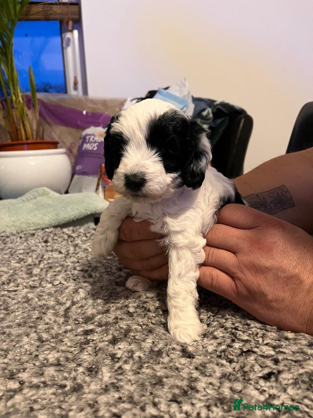 Cockapoo dogs for sale: Cockapoo puppies  - Advert 8