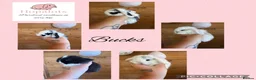 Mini Lop rabbits for sale: Pure mini lops  - Advert 2