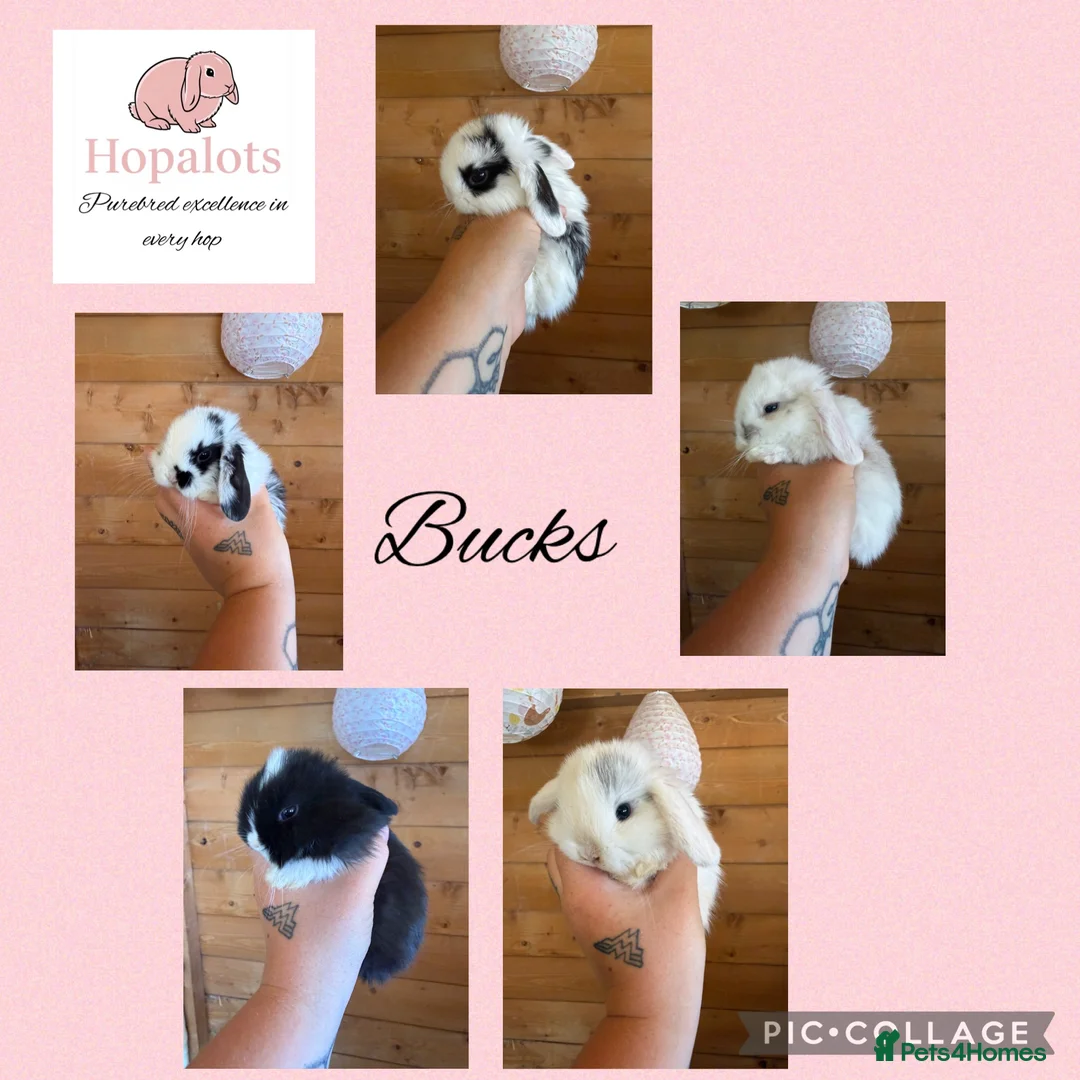 Mini Lop rabbits for sale: Pure mini lops  - Advert 2