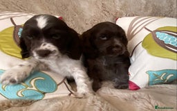 Cocker Spaniel dogs for sale: Adorable show cocker puppies - Image 32