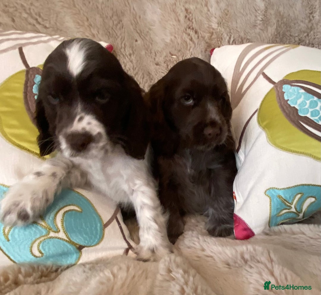 Cocker Spaniel dogs for sale: Adorable show cocker puppies - Image 32