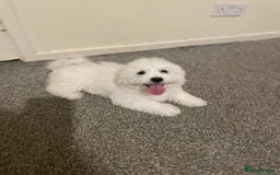 Maltese dogs for sale: Purebred Maltese Puppies  - Image 8