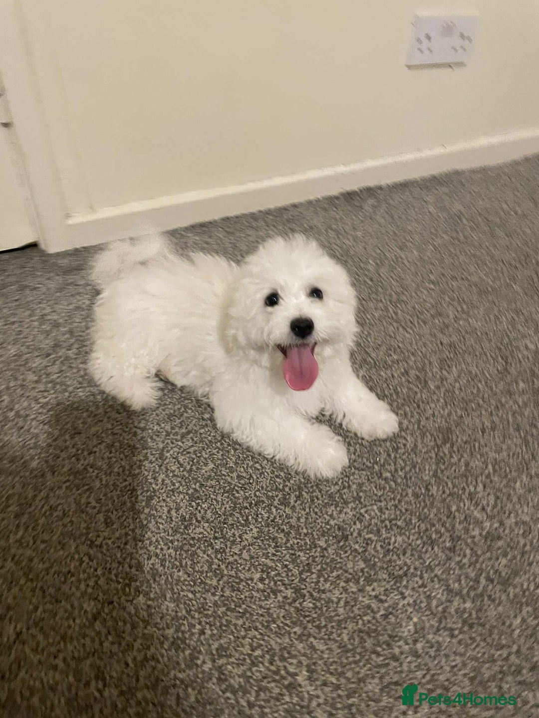 Maltese dogs for sale: Purebred Maltese Puppies  - Image 8