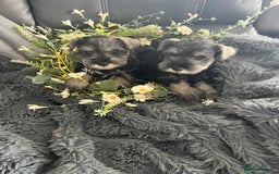 Miniature Schnauzer dogs for sale: Gorgeous home reared puppies ready soon - Image 2