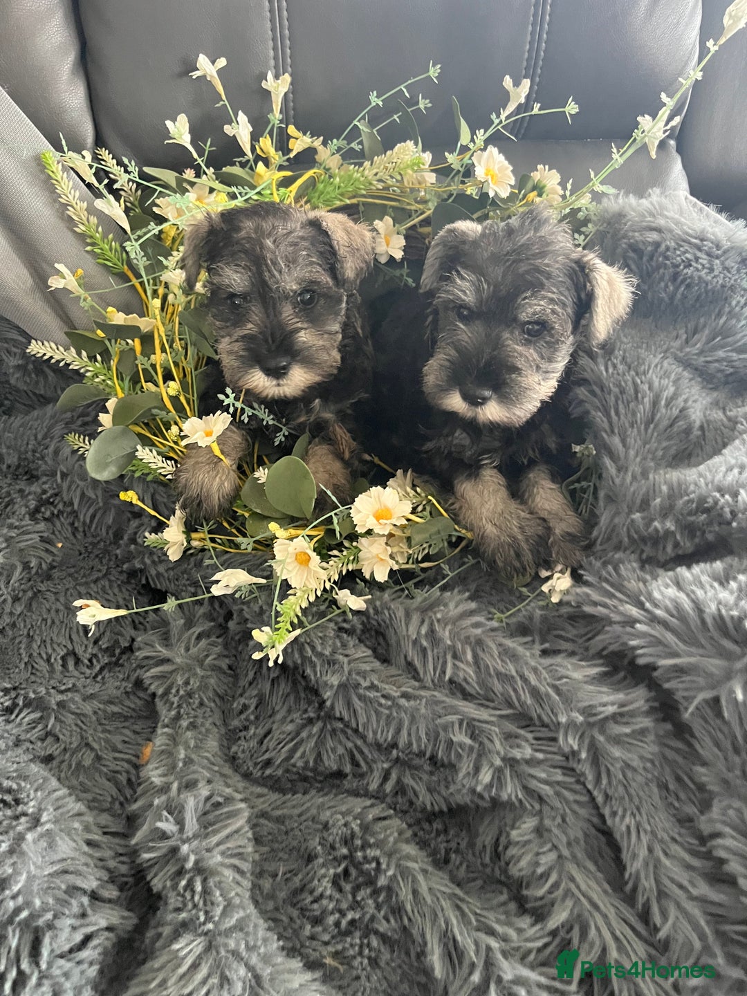 Miniature Schnauzer dogs for sale: Gorgeous home reared puppies ready soon - Image 2