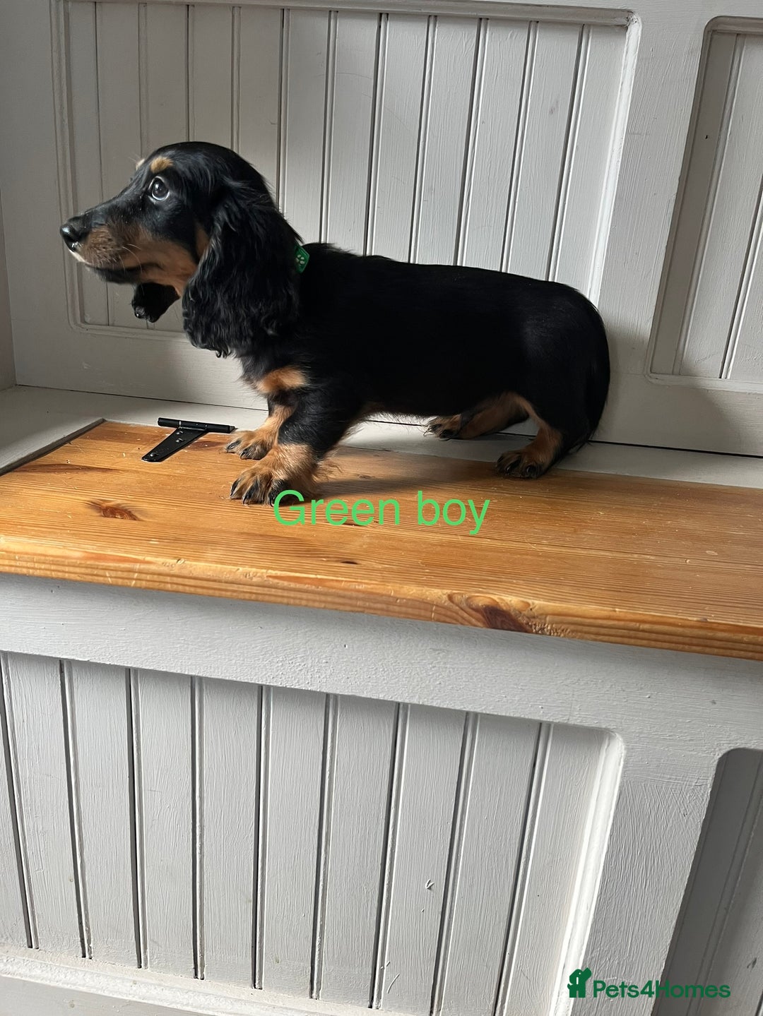 Dachshund dogs for sale: OUTSTANDING STANDARD LONGHAIR DACHSHUNDS - Image 7