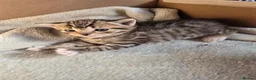 Mixed Breed cats for sale: British Shorthair mix kittens  - Advert 27