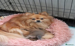 Pomeranian dogs for sale: Purebred Pomeranian Pups Raised with Love in LDN - Image 33