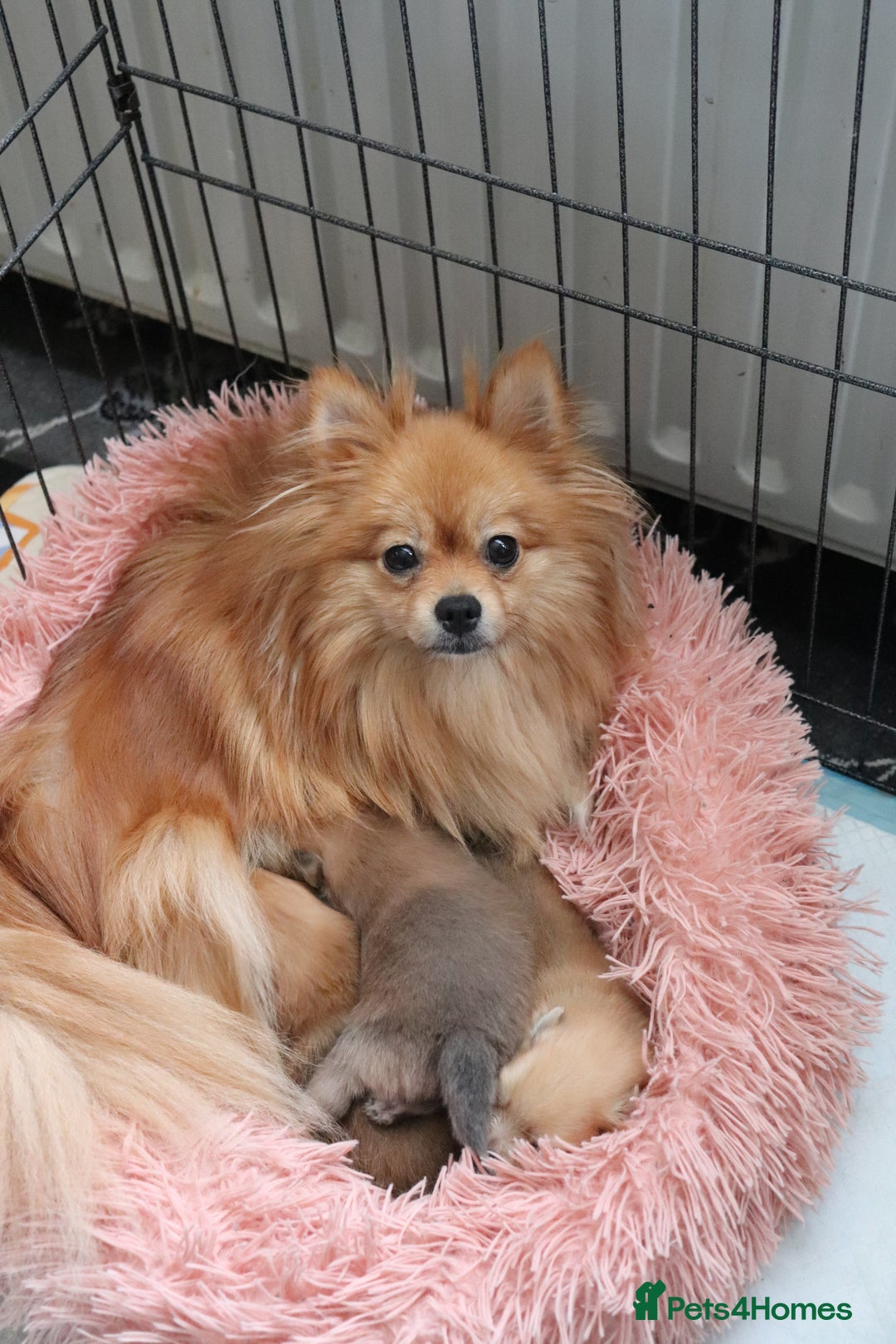 Pomeranian dogs for sale: Purebred Pomeranian Pups Raised with Love in LDN - Image 33