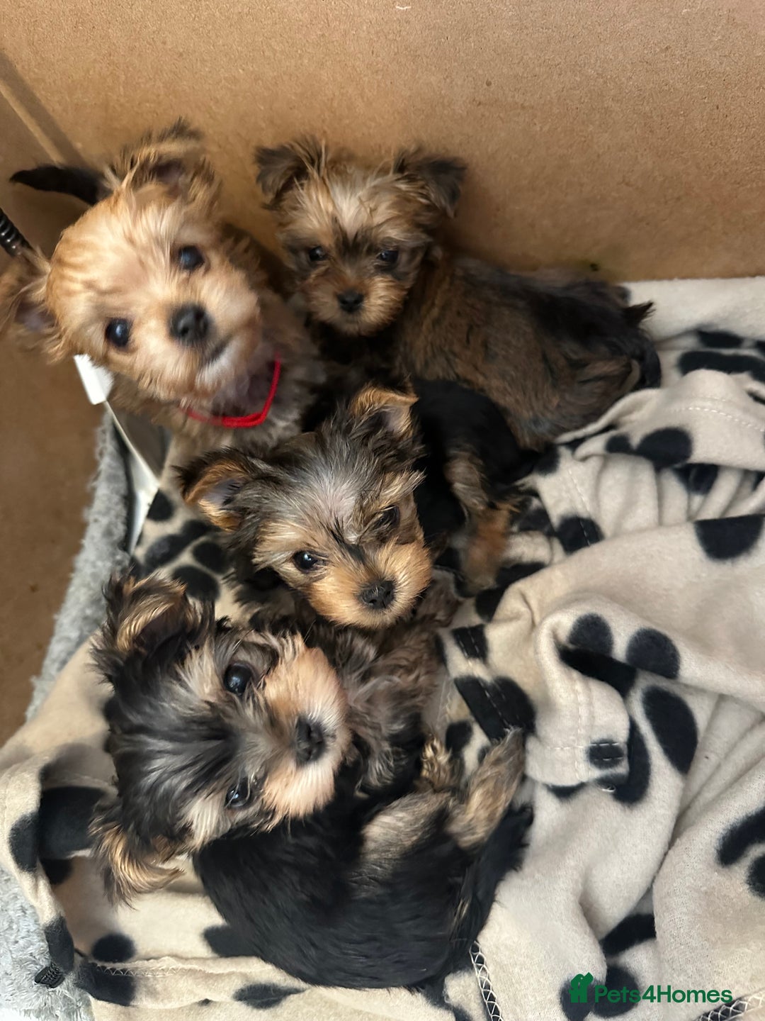 Yorkie Mixed With Beagle Beagle Yorkie Mix Puppies For Sale