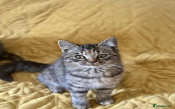 British Shorthair cats for sale: Pure British Shorthair Girls Ready Now! - Image 37