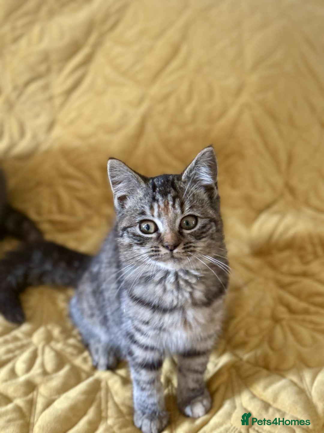 British Shorthair cats for sale: Pure British Shorthair Girls Ready Now! - Image 37