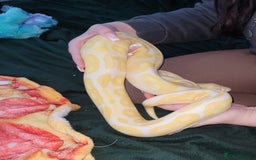 Python Snake reptiles for sale: Albino ball python and enclosure for sale  - Image 5