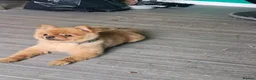 Pomeranian dogs for stud: PROVEN orange sable pom  - Advert 5