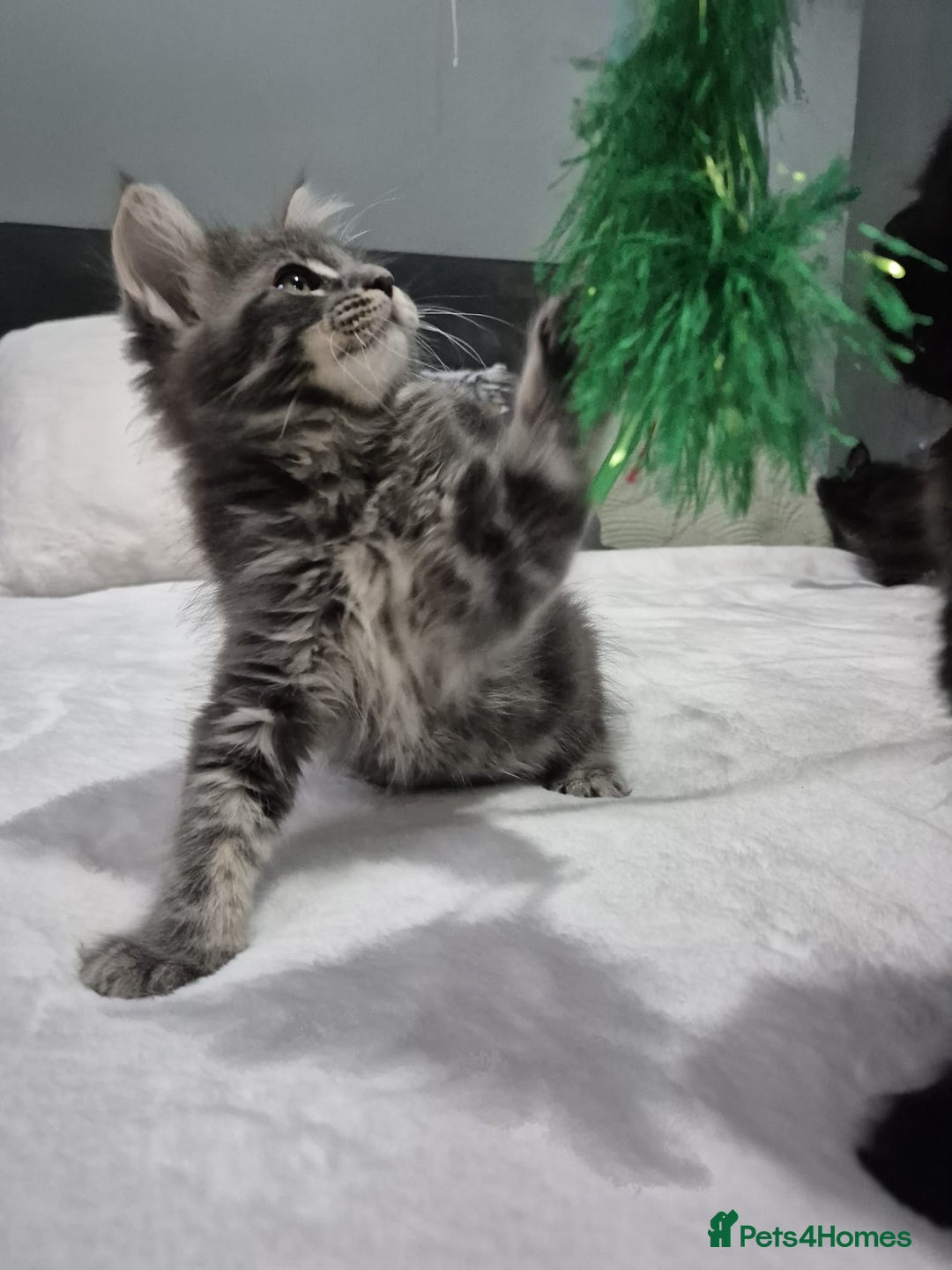 Maine Coon cats for sale: Stunning litter of maine coon kittens  - Advert 3