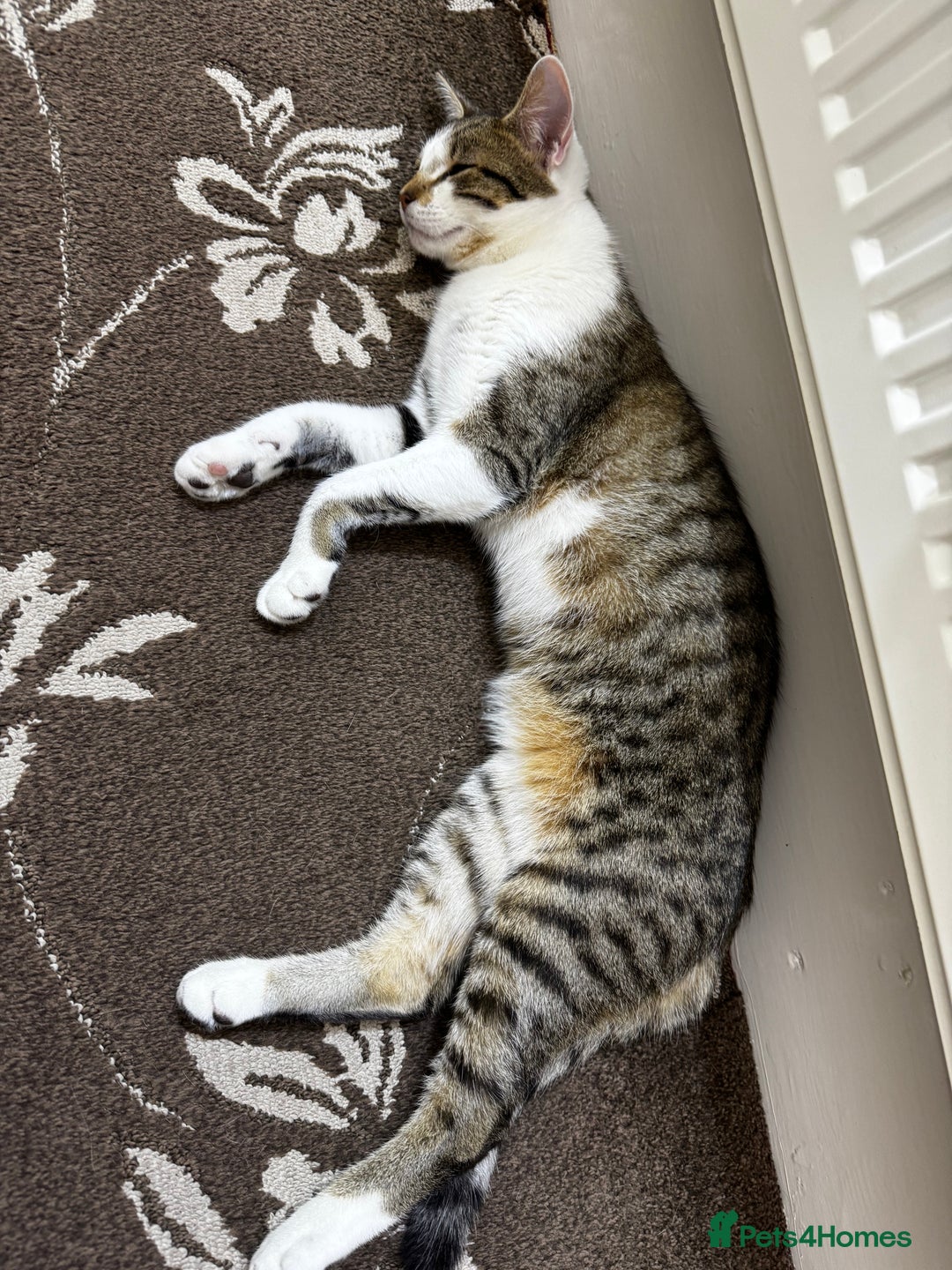 British Shorthair cats for sale: 3 MALE KITTENS FOR SALE  - Advert 4