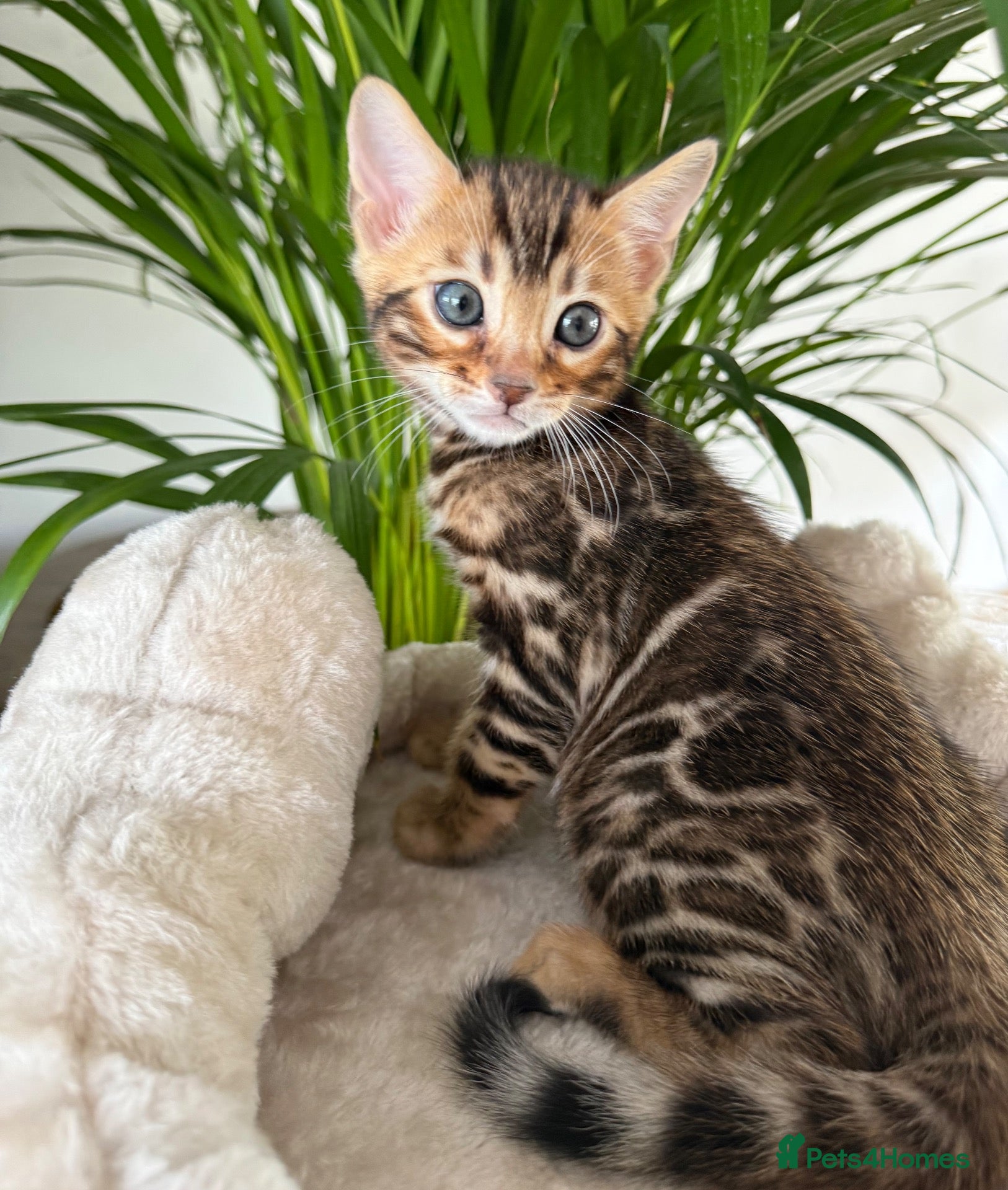 Bengal cats Exceptional TICA Registered Bengal Kittens   - Advert 2