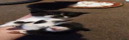 Mixed Breed cats for sale: Kittens for sale  in Maesteg - Advert 2