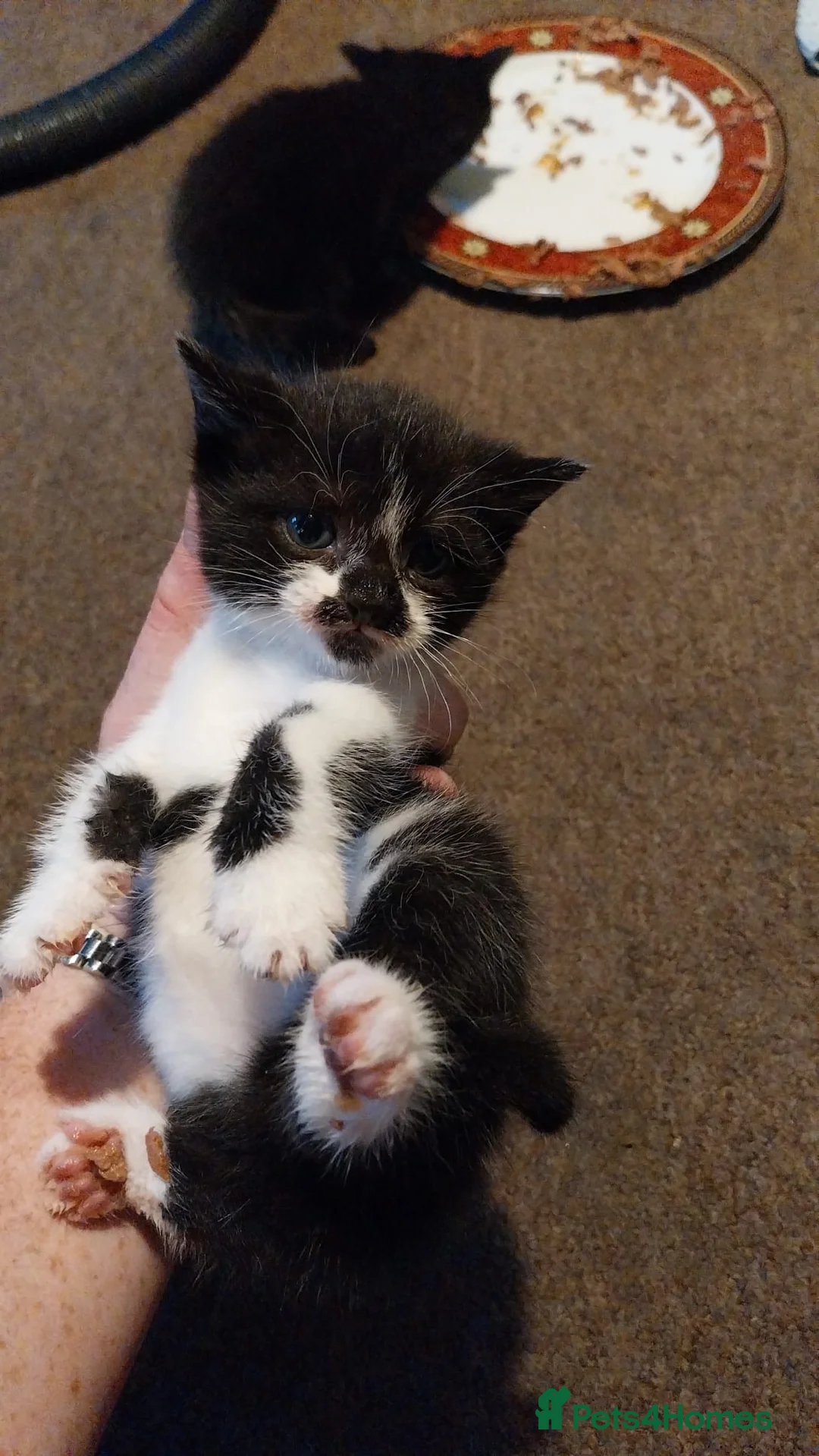 Mixed Breed cats for sale: Kittens for sale  in Maesteg - Advert 2