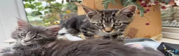 Mixed Breed cats for sale: Beautiful kittens! in Camberley - Advert 9