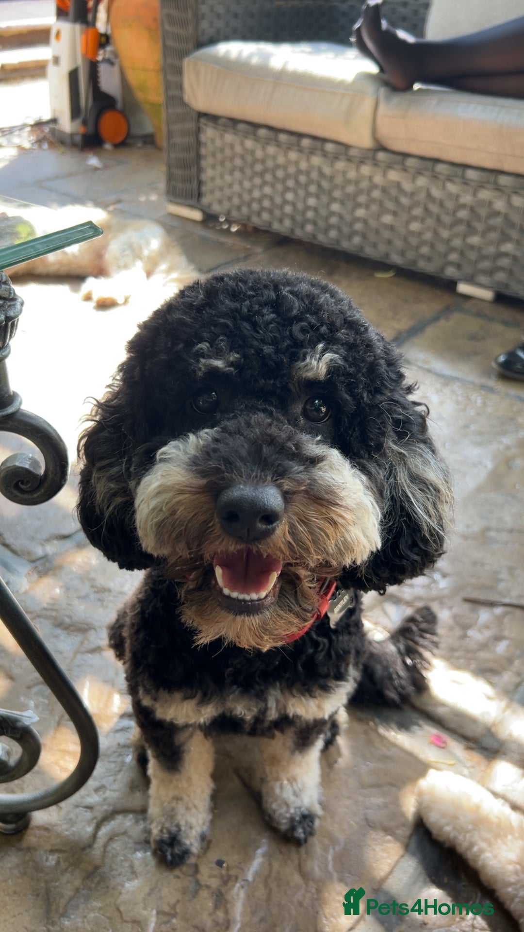 Cockapoo dogs for stud: **Proven** Cockapoo X Cavapoochon Stud - Image 5