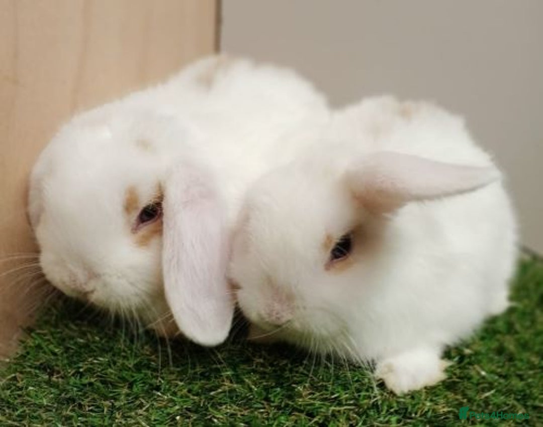 Mini Lop rabbits for sale: Vaccinated wellhandled Mini Lop-please read advert - Image 6