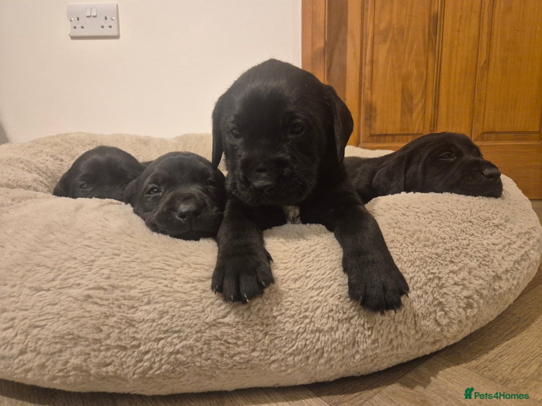 Mixed Breed dogs for sale: Chunky Lab X Pointer pups - Advert 4