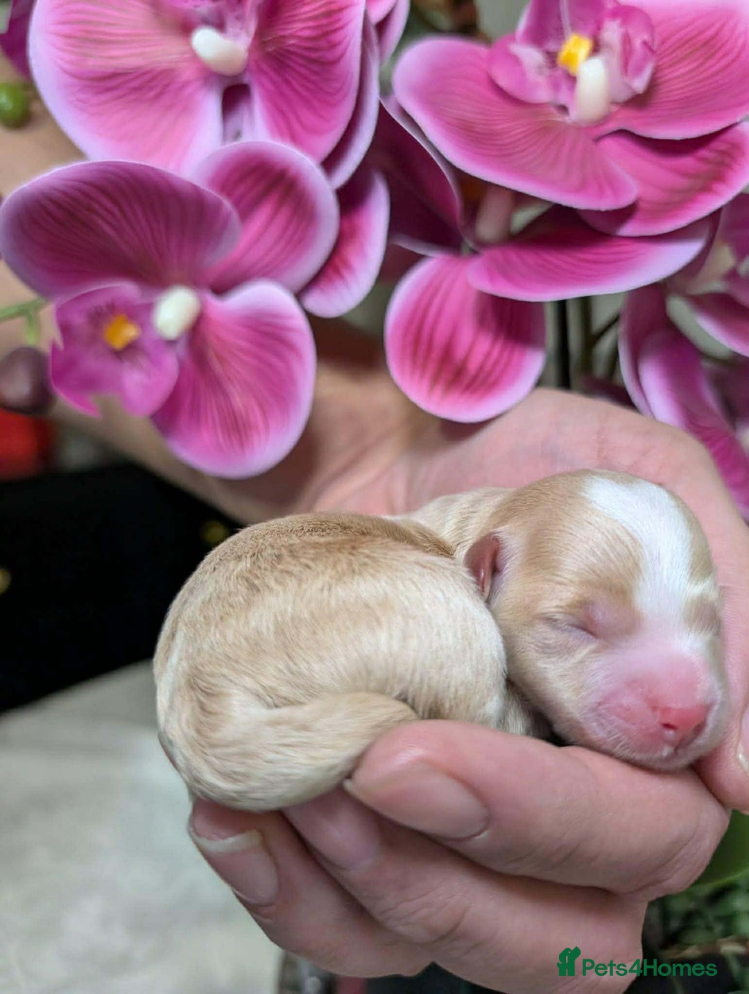 Maltipoo dogs for sale: 💫EXCEPTIONAL LUXURY F1 MALTIPOO PUPPIES🩷🩵🩷 - Advert 7