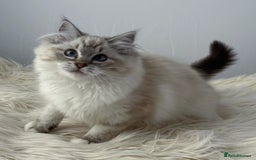Ragdoll cats for sale: Playful Pedigree Ragdoll Kittens Available - Image 4
