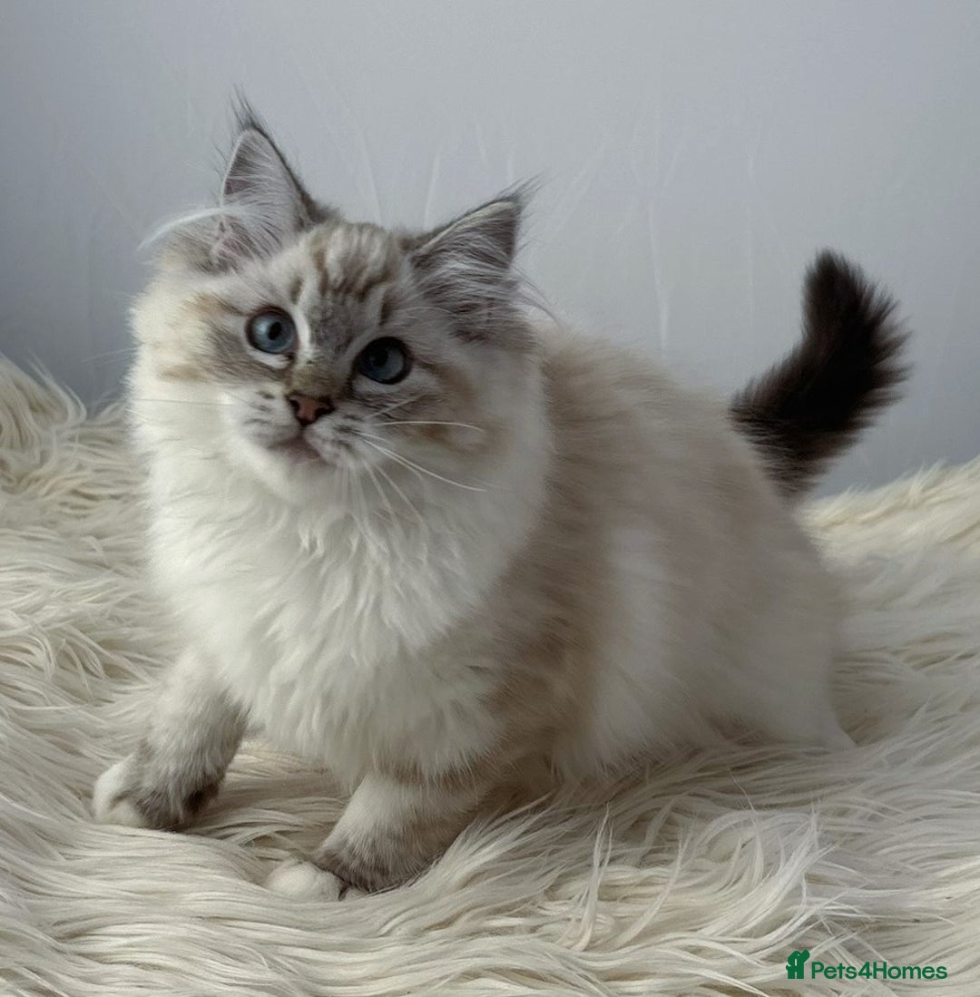Ragdoll cats for sale: Playful Pedigree Ragdoll Kittens Available - Image 4