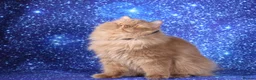 British Longhair cats for sale: Cinnamon British Longhaired cat available  - Advert 4