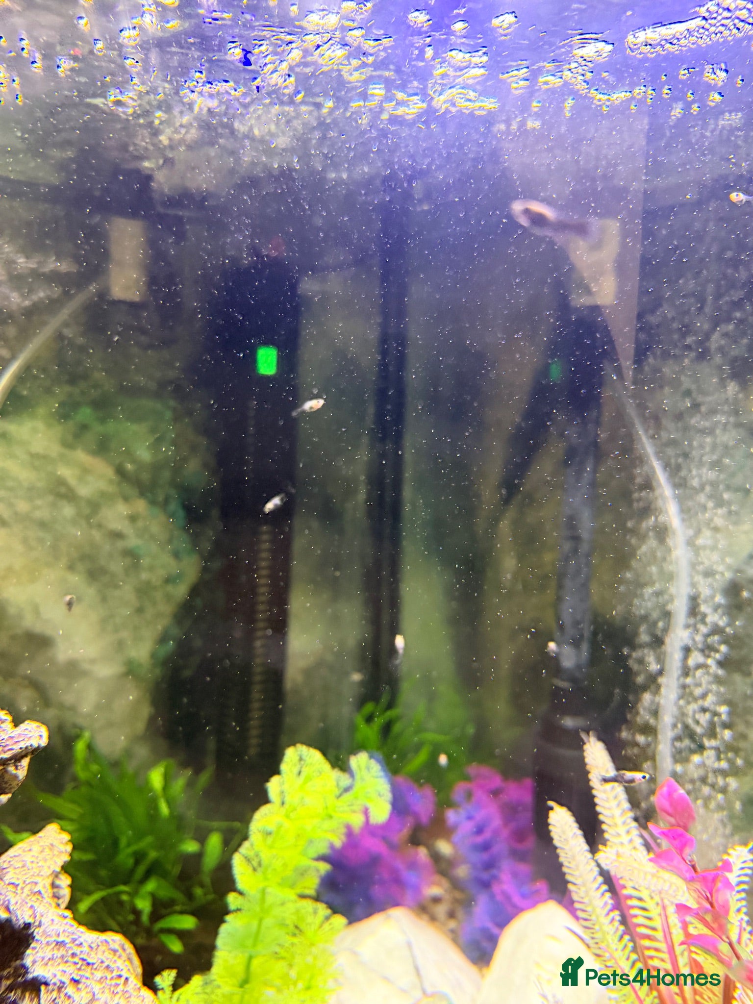 Mollies fish Baby mollie fry  - Advert 1