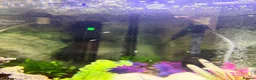 Mollies fish for sale: Baby mollie fry  - Advert 1