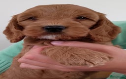 Cockapoo dogs for sale: Stunning F1 Red Miniature - Health Tested Parents - Image 23