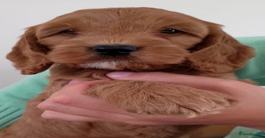 Cockapoo dogs - Advert 1